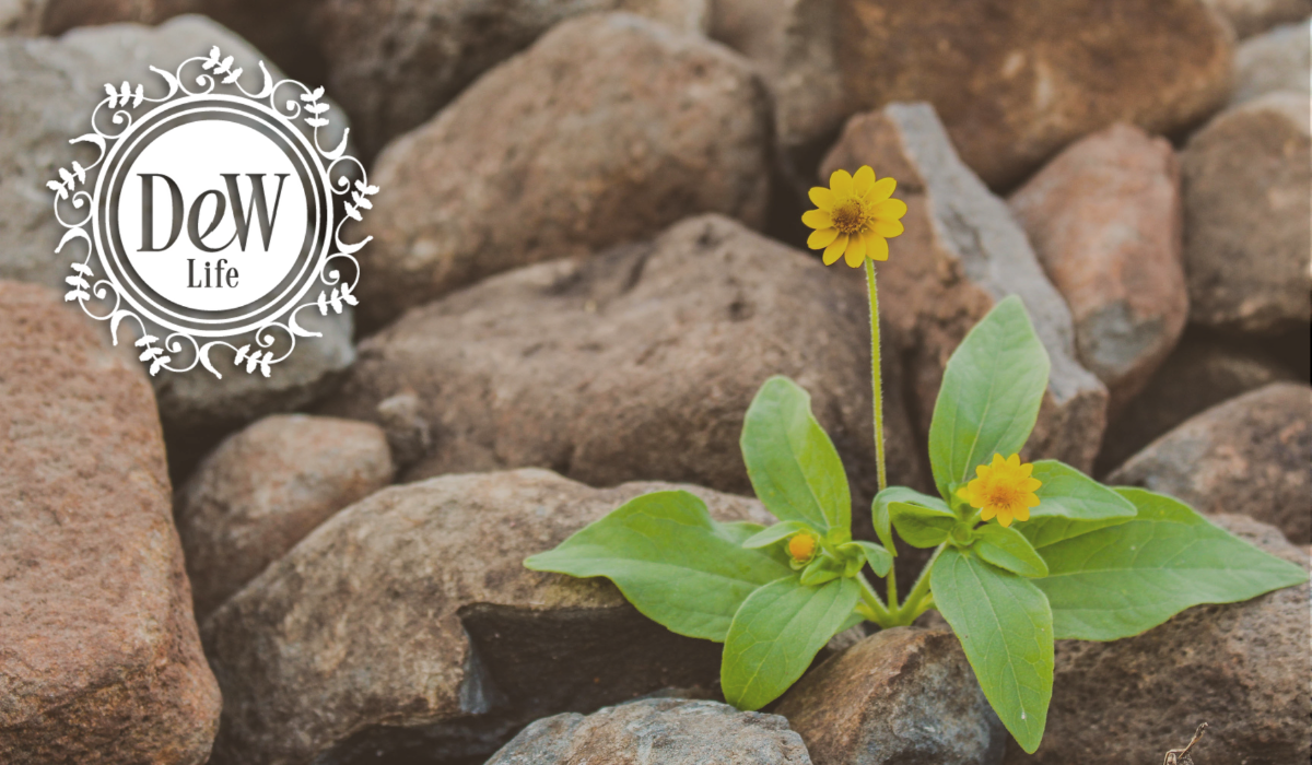 Flower coming out of rocks
